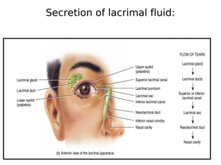anatomy and physiology of eye | PDF