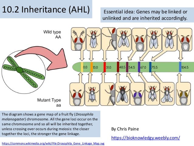 10 2 Hl Biology Inheritance
