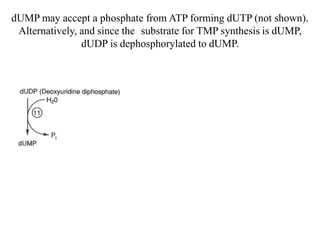 Metabolism of Purine & Pyrimidine nucleotide | PPTX