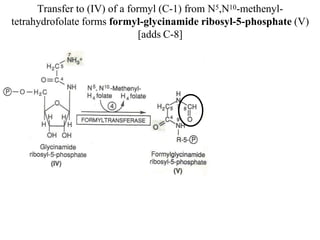 Formylglycinamide Ribotide Metabolism of Purine & Pyrimidine nucleotide | PPTX