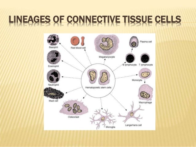 Connective Tissue