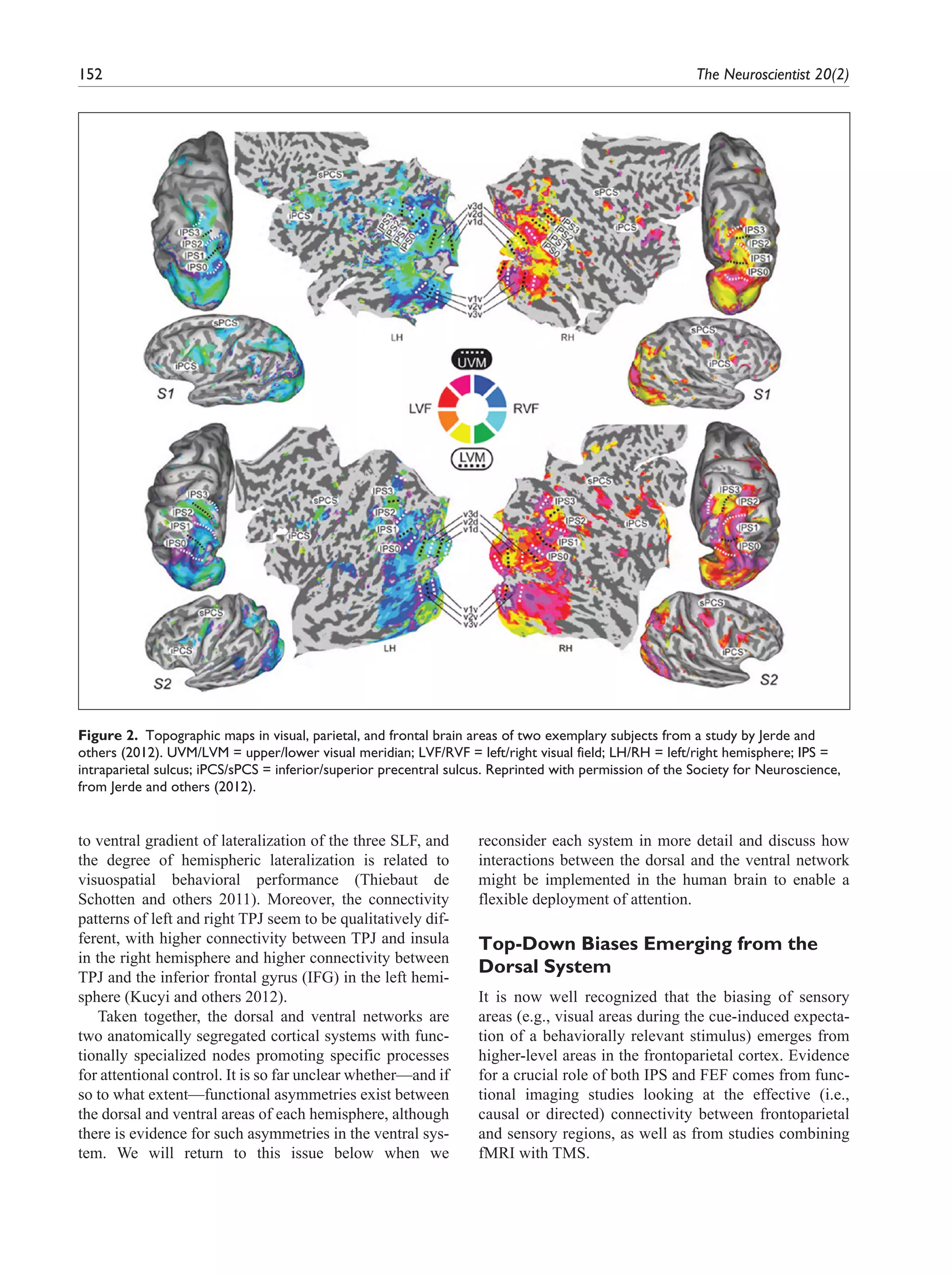 Dorsal And Ventral Attention Systems: Distinct Neural Circuits but ...