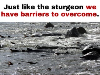 Just like the sturgeon we
have barriers to overcome.
 