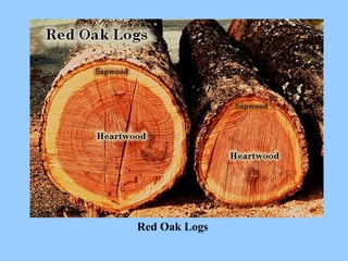 Red Oak Logs
 