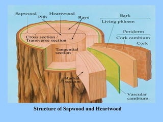 Structure of Sapwood and Heartwood
 
