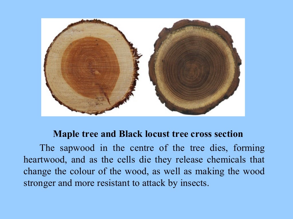 Sapwood and Heartwood