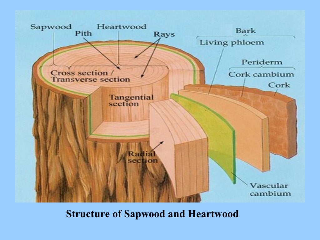 Sapwood and Heartwood