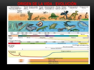 ORIGEN DE LA VIDA - EVOLUCIÓN
 