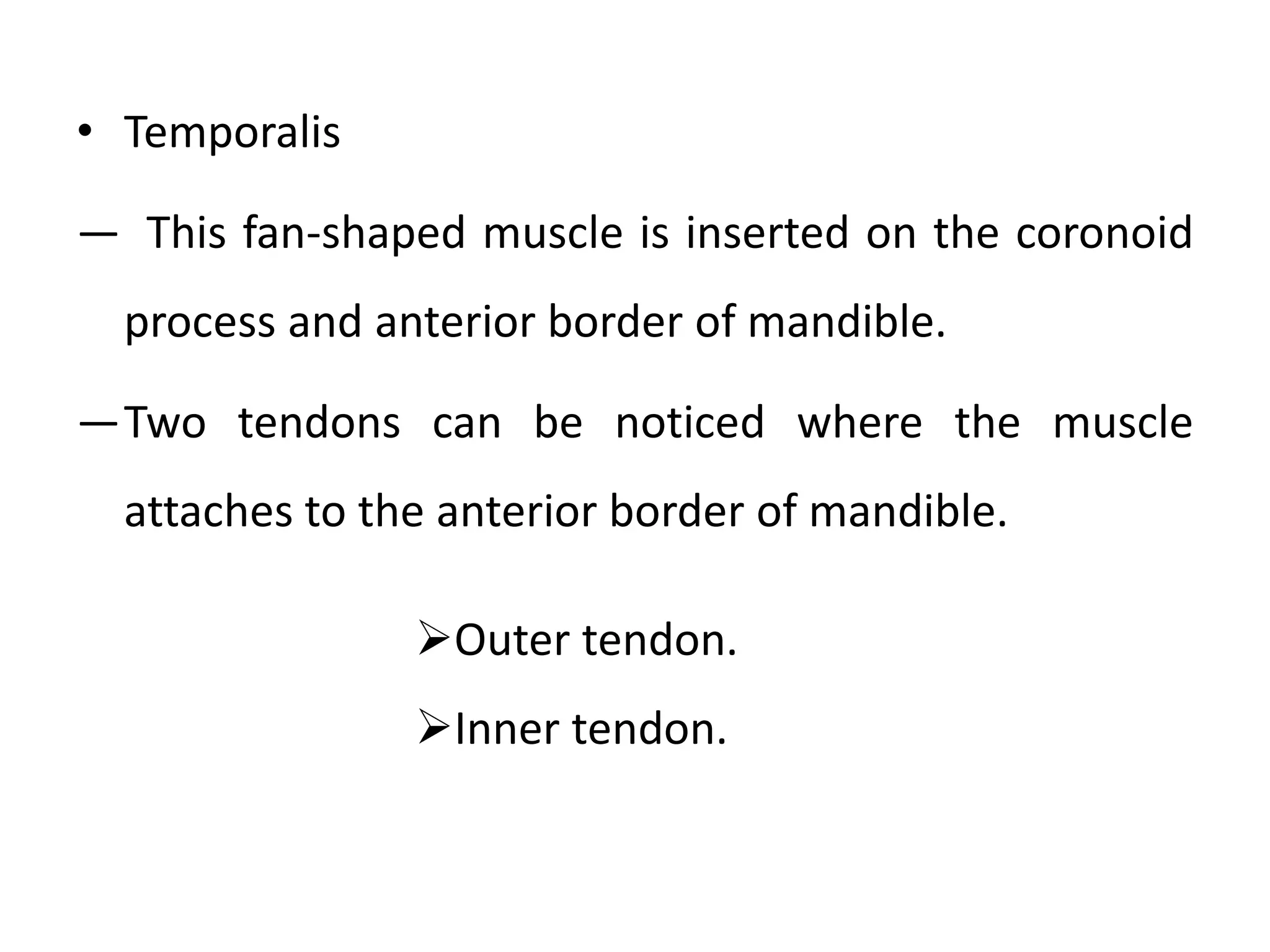 • Temporalis
― This fan-shaped muscle is inserted on the coronoid
process and anterior border of mandible.
―Two tendons can be noticed where the muscle
attaches to the anterior border of mandible.
Outer tendon.
Inner tendon.
 