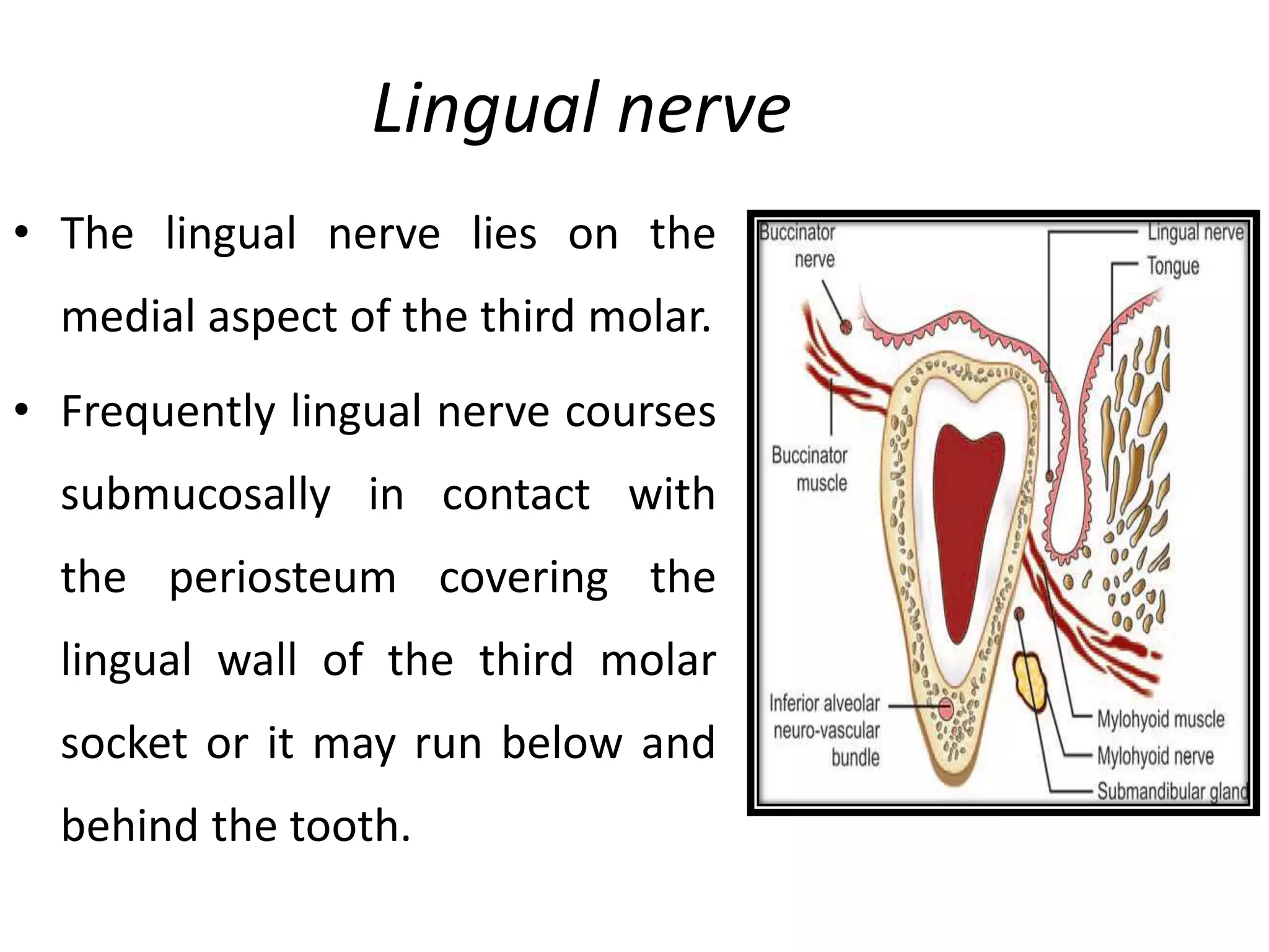 Lingual nerve
• The lingual nerve lies on the
medial aspect of the third molar.
• Frequently lingual nerve courses
submucosally in contact with
the periosteum covering the
lingual wall of the third molar
socket or it may run below and
behind the tooth.
 