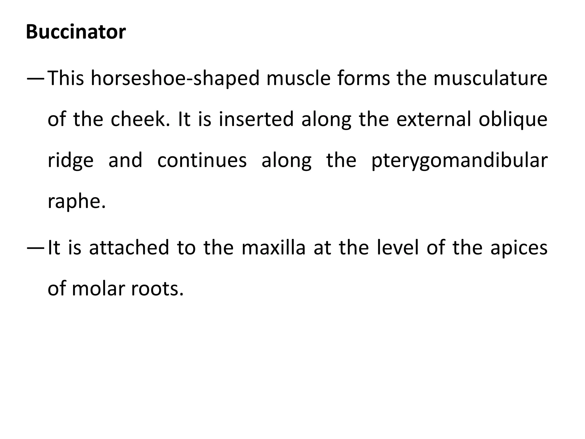 Buccinator
―This horseshoe-shaped muscle forms the musculature
of the cheek. It is inserted along the external oblique
ridge and continues along the pterygomandibular
raphe.
―It is attached to the maxilla at the level of the apices
of molar roots.
 