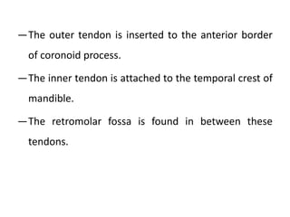 ―The outer tendon is inserted to the anterior border
of coronoid process.
―The inner tendon is attached to the temporal crest of
mandible.
―The retromolar fossa is found in between these
tendons.
 