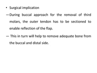 • Surgical implication
―During buccal approach for the removal of third
molars, the outer tendon has to be sectioned to
enable reflection of the flap.
― This in turn will help to remove adequate bone from
the buccal and distal side.
 
