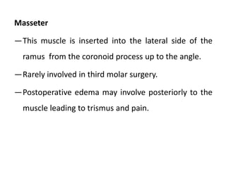 Masseter
―This muscle is inserted into the lateral side of the
ramus from the coronoid process up to the angle.
―Rarely involved in third molar surgery.
―Postoperative edema may involve posteriorly to the
muscle leading to trismus and pain.
 