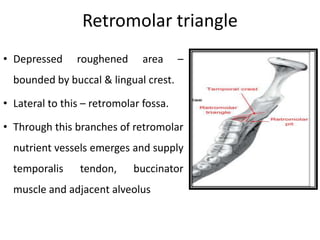 Retromolar triangle
• Depressed roughened area –
bounded by buccal & lingual crest.
• Lateral to this – retromolar fossa.
• Through this branches of retromolar
nutrient vessels emerges and supply
temporalis tendon, buccinator
muscle and adjacent alveolus
 
