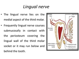Lingual nerve
• The lingual nerve lies on the
medial aspect of the third molar.
• Frequently lingual nerve courses
submucosally in contact with
the periosteum covering the
lingual wall of the third molar
socket or it may run below and
behind the tooth.
 
