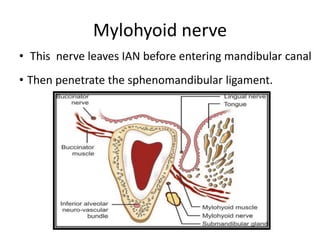 Mylohyoid nerve
• This nerve leaves IAN before entering mandibular canal
• Then penetrate the sphenomandibular ligament.
 