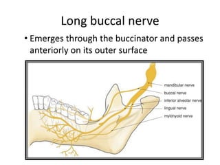 Long buccal nerve
• Emerges through the buccinator and passes
anteriorly on its outer surface
 