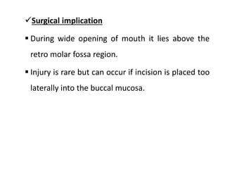 Surgical implication
 During wide opening of mouth it lies above the
retro molar fossa region.
 Injury is rare but can occur if incision is placed too
laterally into the buccal mucosa.
 