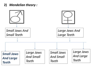 Small Jaws
And Large
Teeth
Small Jaws And
Small Teeth
Large Jaws And
Large Teeth
Large Jaws
And Small
Teeth
Small Jaws
And Small
Teeth
Large Jaws
And Large
Teeth
2) Mendelian theory :
 