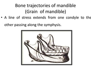 Bone trajectories of mandible
(Grain of mandible)
• A line of stress extends from one condyle to the
other passing along the symphysis.
 