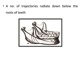 • A no: of trajectories radiate down below the
roots of teeth
 