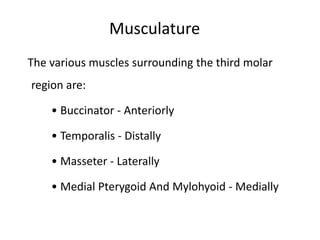 Musculature
The various muscles surrounding the third molar
region are:
• Buccinator - Anteriorly
• Temporalis - Distally
• Masseter - Laterally
• Medial Pterygoid And Mylohyoid - Medially
 