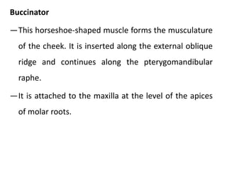 Buccinator
―This horseshoe-shaped muscle forms the musculature
of the cheek. It is inserted along the external oblique
ridge and continues along the pterygomandibular
raphe.
―It is attached to the maxilla at the level of the apices
of molar roots.
 