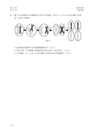 第 11 頁 107年指考
共 11 頁 生物考科
- 11 -
甲 乙 丙 丁
bB
a A
圖 17
四、 圖 17 為某細胞中染色體進行由甲到丁的過程，其中 A、a、B、b 為染色體上的基
因。回答下列問題。
1. 此過程會在動物中的何種細胞觀察到？（2 分）
2. 若在人類，乙步驟發生問題而產生唐氏症時，原因為何？（2 分）
3. 丁步驟後，A、a、B、b 在染色體上可能的組合有哪幾種？（2 分）
 