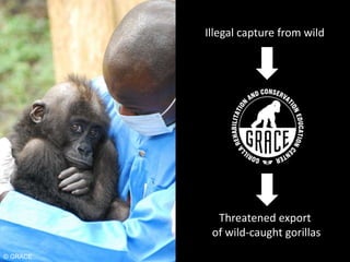 Community efforts to tackle illegal wildlife trade in wild-caught