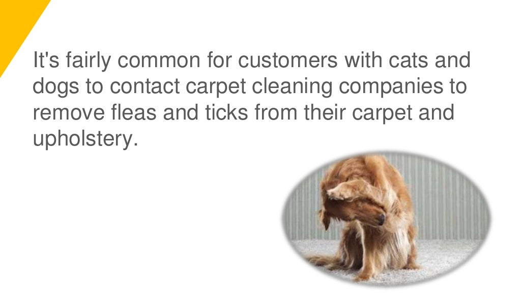Tips for Removing Fleas and Ticks from Carpet and Upholstery