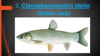 Cultivable Freshwater Finfishes Of India