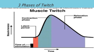 1. Latent period before contraction:
◦ the action potential moves through sarcolemma
◦ causing Ca2+
release
2. Contraction phase:
◦ calcium ions bind
◦ tension builds to peak
3. Relaxation phase:
◦ Ca2+
levels fall
◦ active sites are covered
◦ tension falls to resting levels
DR Phiri S B
 