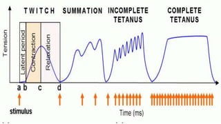  Also called tetanized state or tetanus, occurs when a motor unit has
been maximally stimulated by it’s motor neuron
 Occurs when a muscles motor unit is stimulated by multiple impulses
at a sufficiently high frequency
 If stimuli are delivered at a high frequency, the twitches will overlap
resulting in tetanic contractions
 When tetanized, the contracting tension in the muscle remains
constant in a steady state. This is the maximal possible contraction
Incomplete Tetanus
 If rapid stimulation continues
and muscle is not allowed to
relax, twitches reach
maximum level of tension
Complete Tetanus
If stimulation frequency is high
enough, muscle never begins to relax,
and is in continuous contraction
DR Phiri S B
 