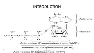 INTRODUCTION
• Muscle contraction requires energy and muscles work by
converting chemical energy into mechanical work.
• The immediate source of energy for muscle contraction is ATP,
and ATP is formed by the metabolism of carbohydrates, lipids
and amino acids.
DR Phiri S B
 