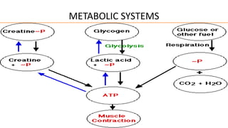 METABOLIC SYSTEMS
• There are 3 main metabolic systems which provide energy required
for muscle contraction:
(1) the phosphocreatine-creatine system,
(2) the glycogen-lactic acid system, and
(3) the aerobic system.
DR Phiri S B
 