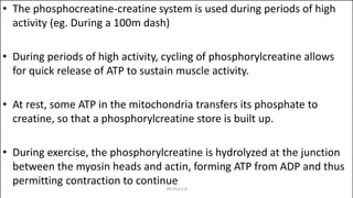 PHOSPHOCREATINE-CREATINE SYSTEM• The phosphocreatine-creatine system is used during periods of high
activity (eg. During a 100m dash)
• During periods of high activity, cycling of phosphorylcreatine allows
for quick release of ATP to sustain muscle activity.
• At rest, some ATP in the mitochondria transfers its phosphate to
creatine, so that a phosphorylcreatine store is built up.
• During exercise, the phosphorylcreatine is hydrolyzed at the junction
between the myosin heads and actin, forming ATP from ADP and thus
permitting contraction to continue
DR Phiri S B
 