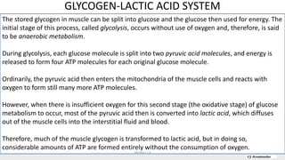 GLYCOGEN-LACTIC ACID SYSTEM
The stored glycogen in muscle can be split into glucose and the glucose then used for energy. The
initial stage of this process, called glycolysis, occurs without use of oxygen and, therefore, is said
to be anaerobic metabolism.
During glycolysis, each glucose molecule is split into two pyruvic acid molecules, and energy is
released to form four ATP molecules for each original glucose molecule.
Ordinarily, the pyruvic acid then enters the mitochondria of the muscle cells and reacts with
oxygen to form still many more ATP molecules.
However, when there is insufficient oxygen for this second stage (the oxidative stage) of glucose
metabolism to occur, most of the pyruvic acid then is converted into lactic acid, which diffuses
out of the muscle cells into the interstitial fluid and blood.
Therefore, much of the muscle glycogen is transformed to lactic acid, but in doing so,
considerable amounts of ATP are formed entirely without the consumption of oxygen.
DR Phiri S B
 