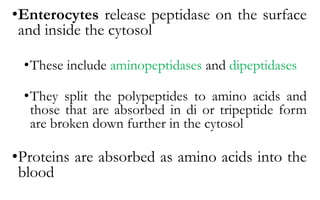 •Enterocytes release peptidase on the surface
and inside the cytosol
•These include aminopeptidases and dipeptidases
•They split the polypeptides to amino acids and
those that are absorbed in di or tripeptide form
are broken down further in the cytosol
•Proteins are absorbed as amino acids into the
blood
 