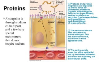 Proteins
• Absorption is
through sodium
co transport
and a few have
special
transporters
that do not
require sodium
 