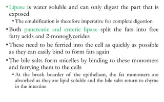 •Lipase is water soluble and can only digest the part that is
exposed
• The emulsification is therefore imperative for complete digestion
•Both pancreatic and enteric lipase split the fats into free
fatty acids and 2-monoglycerides
•These need to be ferried into the cell as quickly as possible
as they can easily bind to form fats again
•The bile salts form micelles by binding to these monomers
and ferrying them to the cells
• At the brush boarder of the epithelium, the fat monomers are
absorbed as they are lipid soluble and the bile salts return to chyme
in the intestine
 
