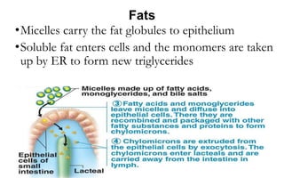 Fats
•Micelles carry the fat globules to epithelium
•Soluble fat enters cells and the monomers are taken
up by ER to form new triglycerides
 