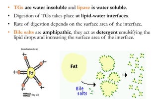 • TGs are water insoluble and lipase is water soluble.
• Digestion of TGs takes place at lipid-water interfaces.
• Rate of digestion depends on the surface area of the interface.
• Bile salts are amphipathic, they act as detergent emulsifying the
lipid drops and increasing the surface area of the interface.
 