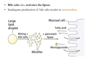 • Bile salts also activates the lipase.
• Inadequate production of bile salts results in steatorrhea.
 