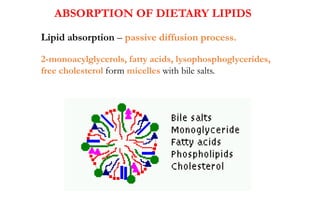 ABSORPTION OF DIETARY LIPIDS
2-monoacylglycerols, fatty acids, lysophosphoglycerides,
free cholesterol form micelles with bile salts.
Lipid absorption – passive diffusion process.
 