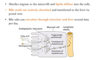 • Micelles migrate to the microvilli and lipids diffuse into the cells.
• Bile acids are actively absorbed and transferred to the liver via
portal vein.
• Bile salts can circulate through intestine and liver several time
per day.
 