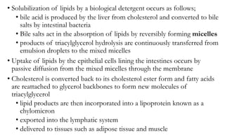 • Solubilization of lipids by a biological detergent occurs as follows;
• bile acid is produced by the liver from cholesterol and converted to bile
salts by intestinal bacteria
• Bile salts act in the absorption of lipids by reversibly forming micelles
• products of triacylglycerol hydrolysis are continuously transferred from
emulsion droplets to the mixed micelles
• Uptake of lipids by the epithelial cells lining the intestines occurs by
passive diffusion from the mixed micelles through the membrane
• Cholesterol is converted back to its cholesterol ester form and fatty acids
are reattached to glycerol backbones to form new molecules of
triacylglycerol
• lipid products are then incorporated into a lipoprotein known as a
chylomicron
• exported into the lymphatic system
• delivered to tissues such as adipose tissue and muscle
 