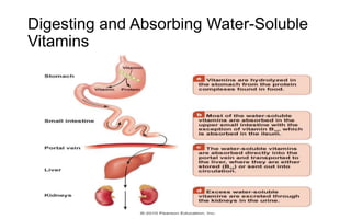 Digesting and Absorbing Water-Soluble
Vitamins
 