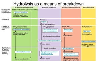 Hydrolysis as a means of breakdown
•Carbohydrates break down from polysaccharides to
disaccharides and the final break down is monosaccharides
•Proteins are multiple amino acids bound by peptide bonds -
polypeptides
• They breakdown to form tri, di peptides and the smallest units are
the amino acids
•Lipids are made of 3 fatty acids and glycerol (triglyceride)
•Bonds that bind these units are broken down by specific
enzymes
 