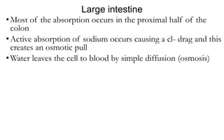 Large intestine
•Most of the absorption occurs in the proximal half of the
colon
•Active absorption of sodium occurs causing a cl- drag and this
creates an osmotic pull
•Water leaves the cell to blood by simple diffusion (osmosis)
 